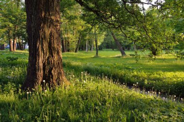 Orman parkındaki küçük nehir (kanal). Güçlü yeşil yapraklı ağaçlar, kır çiçekleri, bitkiler. Altın güneş ışığı. Idyllic yaz manzarası. Doğa, ekoloji. Eko-turizm, yürüyüş. Bisiklet, kuzey yürüyüşü