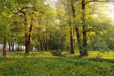 Güneşli bir bahar gününde yeşil yaprak döken bir orman parkında (ara yol). Güçlü ağaçlar. Yumuşak güneş ışığı, güneş ışınları. Doğa, çevre koruma, ekoloji, eko-turizm, kuzey yürüyüşü, bisiklet