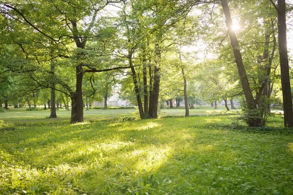 Pathway Gränd Grön Lövskog Park Solig Vårdag Mäktiga Träd Mjukt — Stockfoto