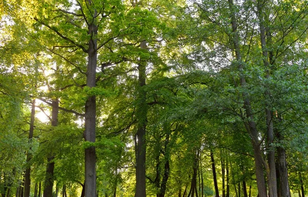 Pathway (alley) in a green deciduous forest park on a sunny spring day. Mighty trees. Soft sunlight, sunbeams. Nature, environmental conservation, ecology, ecotourism, nordic walking, cycling