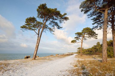 Gün batımında Baltık kıyıları (kum tepeleri). Çam ağaçları, yumuşak güneş ışığı, berrak gökyüzü, parlayan bulutlar, dalgalar. Idyllic deniz manzarası. Ziemelu Mols, Liepaja, Letonya, Avrupa. Seyahat yerleri, eko-turizm, doğa