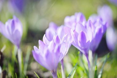 Parkta çiçek açan çiçek, yakın plan. Baharın başında. Avrupa. Barış ve neşe sembolü, Paskalya konsepti. Peyzaj, bahçıvanlık, eko-turizm, çevre koruma. Sanat, makrofotoğrafçılık, bokeh