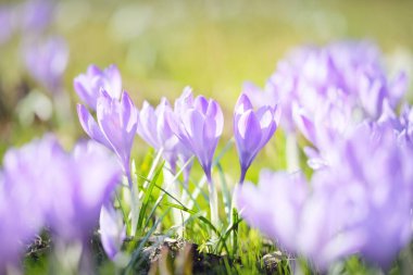Parkta çiçek açan çiçek, yakın plan. Baharın başında. Avrupa. Barış ve neşe sembolü, Paskalya konsepti. Peyzaj, bahçıvanlık, eko-turizm, çevre koruma. Sanat, makrofotoğrafçılık, bokeh