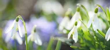 Parkta çiçek açan çiçek ve kardelen, yakın plan. Baharın başında. Avrupa. Barış ve neşe sembolü, Paskalya konsepti. Peyzaj, bahçıvanlık, eko-turizm, çevre. Sanat, makrofotoğrafçılık, bokeh