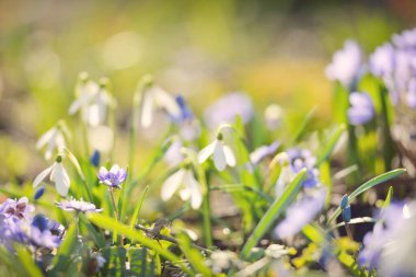 Parkta çiçek açan çiçek ve kardelen, yakın plan. Baharın başında. Avrupa. Barış ve neşe sembolü, Paskalya konsepti. Peyzaj, bahçıvanlık, eko-turizm, çevre. Sanat, makrofotoğrafçılık, bokeh