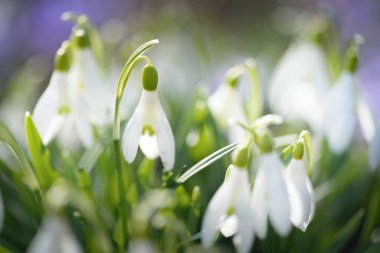Parkta çiçek açan çiçek ve kardelen, yakın plan. Baharın başında. Avrupa. Barış ve neşe sembolü, Paskalya konsepti. Peyzaj, bahçıvanlık, eko-turizm, çevre. Sanat, makrofotoğrafçılık, bokeh