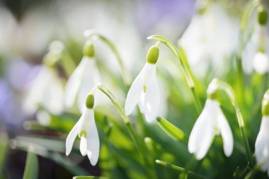 Parkta çiçek açan çiçek ve kardelen, yakın plan. Baharın başında. Avrupa. Barış ve neşe sembolü, Paskalya konsepti. Peyzaj, bahçıvanlık, eko-turizm, çevre. Sanat, makrofotoğrafçılık, bokeh