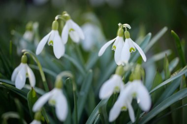 Çiçek açan orman çayırı, beyaz Galanthus (kar damlaları) yakın plan. Avrupa 'da ilkbahar başı. Doğa, çevre koruma, ekoloji, bahçıvanlık, parfüm. Saflık, huzur, neşe, Paskalya kavramları