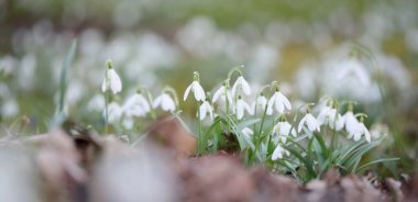 Çiçek açan orman çayırı, beyaz Galanthus (kar damlaları) yakın plan. Avrupa 'da ilkbahar başı. Doğa, çevre koruma, ekoloji, bahçıvanlık, parfüm. Saflık, huzur, neşe, Paskalya kavramları