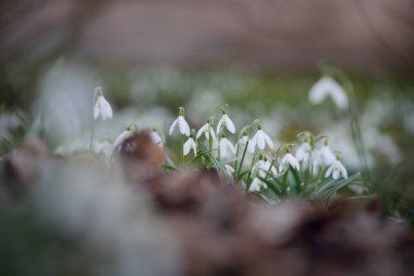 Çiçek açan orman çayırı, beyaz Galanthus (kar damlaları) yakın plan. Avrupa 'da ilkbahar başı. Doğa, çevre koruma, ekoloji, bahçıvanlık, parfüm. Saflık, huzur, neşe, Paskalya kavramları