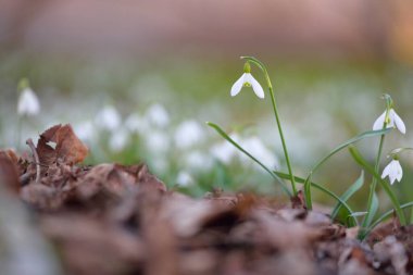 Çiçek açan orman çayırı, beyaz Galanthus (kar damlaları) yakın plan. Avrupa 'da ilkbahar başı. Doğa, çevre koruma, ekoloji, bahçıvanlık, parfüm. Saflık, huzur, neşe, Paskalya kavramları