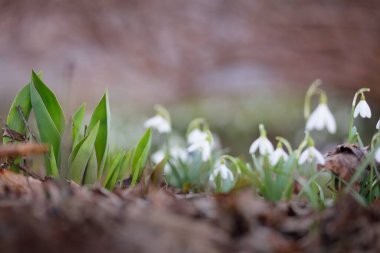 Çiçek açan orman çayırı, beyaz Galanthus (kar damlaları) yakın plan. Avrupa 'da ilkbahar başı. Doğa, çevre koruma, ekoloji, bahçıvanlık, parfüm. Saflık, huzur, neşe, Paskalya kavramları