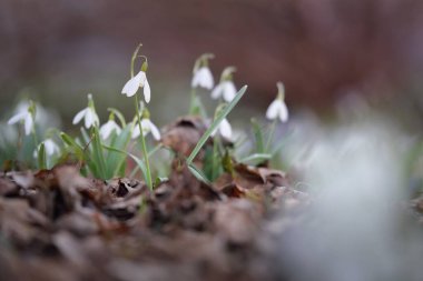 Çiçek açan orman çayırı, beyaz Galanthus (kar damlaları) yakın plan. Avrupa 'da ilkbahar başı. Doğa, çevre koruma, ekoloji, bahçıvanlık, parfüm. Saflık, huzur, neşe, Paskalya kavramları
