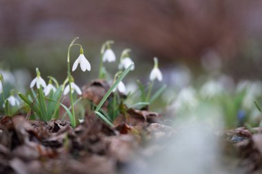 Çiçek açan orman çayırı, beyaz Galanthus (kar damlaları) yakın plan. Avrupa 'da ilkbahar başı. Doğa, çevre koruma, ekoloji, bahçıvanlık, parfüm. Saflık, huzur, neşe, Paskalya kavramları