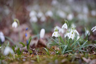 Çiçek açan orman çayırı, beyaz Galanthus (kar damlaları) yakın plan. Avrupa 'da ilkbahar başı. Doğa, çevre koruma, ekoloji, bahçıvanlık, parfüm. Saflık, huzur, neşe, Paskalya kavramları