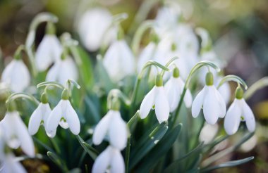 Çiçek açan orman çayırı, beyaz Galanthus (kar damlaları) yakın plan. Avrupa 'da ilkbahar başı. Doğa, çevre koruma, ekoloji, bahçıvanlık, parfüm. Saflık, huzur, neşe, Paskalya kavramları