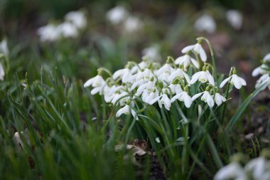 Çiçek açan orman çayırı, beyaz Galanthus (kar damlaları) yakın plan. Avrupa 'da ilkbahar başı. Doğa, çevre koruma, ekoloji, bahçıvanlık, parfüm. Saflık, huzur, neşe, Paskalya kavramları