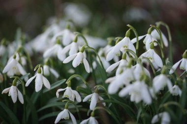 Çiçek açan orman çayırı, beyaz Galanthus (kar damlaları) yakın plan. Avrupa 'da ilkbahar başı. Doğa, çevre koruma, ekoloji, bahçıvanlık, parfüm. Saflık, huzur, neşe, Paskalya kavramları