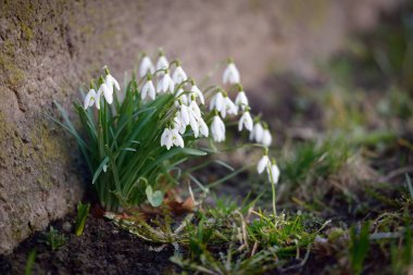 Çiçek açan orman çayırı, beyaz Galanthus (kar damlaları) yakın plan. Avrupa 'da ilkbahar başı. Doğa, çevre koruma, ekoloji, bahçıvanlık, parfüm. Saflık, huzur, neşe, Paskalya kavramları