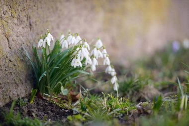 Çiçek açan orman çayırı, beyaz Galanthus (kar damlaları) yakın plan. Avrupa 'da ilkbahar başı. Doğa, çevre koruma, ekoloji, bahçıvanlık, parfüm. Saflık, huzur, neşe, Paskalya kavramları