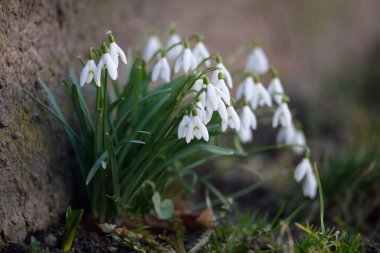 Çiçek açan orman çayırı, beyaz Galanthus (kar damlaları) yakın plan. Avrupa 'da ilkbahar başı. Doğa, çevre koruma, ekoloji, bahçıvanlık, parfüm. Saflık, huzur, neşe, Paskalya kavramları