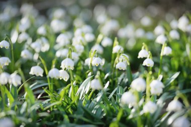 Bir parkta çiçek açan Leucojum aestivum (yaz kar tanesi), yakın plan. Baharın başında. Saflığın sembolü, huzur, neşe, paskalya konsepti. Peyzaj, bahçıvanlık, çevre. Makrofotoğrafçılık, bokeh