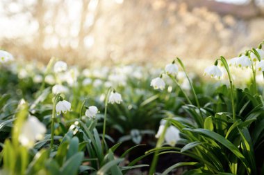 Bir parkta çiçek açan Leucojum aestivum (yaz kar tanesi), yakın plan. Baharın başında. Saflığın sembolü, huzur, neşe, paskalya konsepti. Peyzaj, bahçıvanlık, çevre. Makrofotoğrafçılık, bokeh