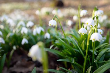 Bir parkta çiçek açan Leucojum aestivum (yaz kar tanesi), yakın plan. Baharın başında. Saflığın sembolü, huzur, neşe, paskalya konsepti. Peyzaj, bahçıvanlık, çevre. Makrofotoğrafçılık, bokeh