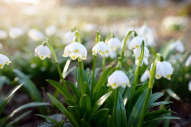 Bir parkta çiçek açan Leucojum aestivum (yaz kar tanesi), yakın plan. Baharın başında. Saflığın sembolü, huzur, neşe, paskalya konsepti. Peyzaj, bahçıvanlık, çevre. Makrofotoğrafçılık, bokeh