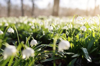 Bir parkta çiçek açan Leucojum aestivum (yaz kar tanesi), yakın plan. Baharın başında. Saflığın sembolü, huzur, neşe, paskalya konsepti. Peyzaj, bahçıvanlık, çevre. Makrofotoğrafçılık, bokeh