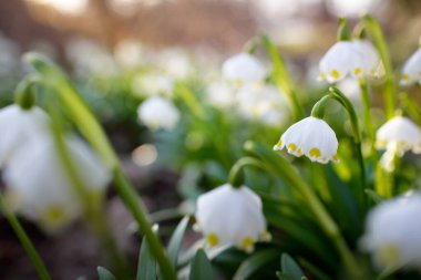 Bir parkta çiçek açan Leucojum aestivum (yaz kar tanesi), yakın plan. Baharın başında. Saflığın sembolü, huzur, neşe, paskalya konsepti. Peyzaj, bahçıvanlık, çevre. Makrofotoğrafçılık, bokeh
