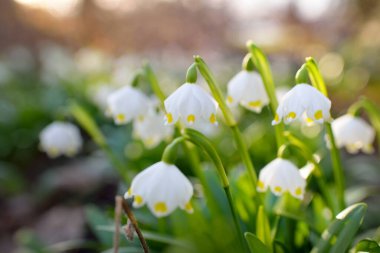 Bir parkta çiçek açan Leucojum aestivum (yaz kar tanesi), yakın plan. Baharın başında. Saflığın sembolü, huzur, neşe, paskalya konsepti. Peyzaj, bahçıvanlık, çevre. Makrofotoğrafçılık, bokeh