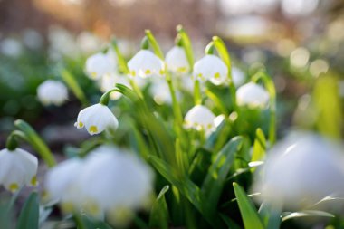 Bir parkta çiçek açan Leucojum aestivum (yaz kar tanesi), yakın plan. Baharın başında. Saflığın sembolü, huzur, neşe, paskalya konsepti. Peyzaj, bahçıvanlık, çevre. Makrofotoğrafçılık, bokeh
