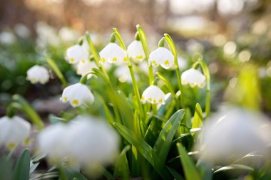 Bir parkta çiçek açan Leucojum aestivum (yaz kar tanesi), yakın plan. Baharın başında. Saflığın sembolü, huzur, neşe, paskalya konsepti. Peyzaj, bahçıvanlık, çevre. Makrofotoğrafçılık, bokeh