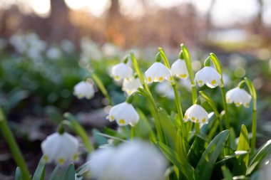Bir parkta çiçek açan Leucojum aestivum (yaz kar tanesi), yakın plan. Baharın başında. Saflığın sembolü, huzur, neşe, paskalya konsepti. Peyzaj, bahçıvanlık, çevre. Makrofotoğrafçılık, bokeh