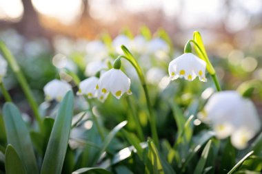 Bir parkta çiçek açan Leucojum aestivum (yaz kar tanesi), yakın plan. Baharın başında. Saflığın sembolü, huzur, neşe, paskalya konsepti. Peyzaj, bahçıvanlık, çevre. Makrofotoğrafçılık, bokeh