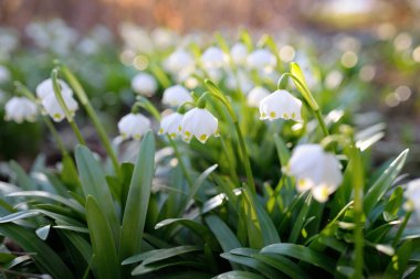 Bir parkta çiçek açan Leucojum aestivum (yaz kar tanesi), yakın plan. Baharın başında. Saflığın sembolü, huzur, neşe, paskalya konsepti. Peyzaj, bahçıvanlık, çevre. Makrofotoğrafçılık, bokeh