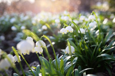Bir parkta çiçek açan Leucojum aestivum (yaz kar tanesi), yakın plan. Baharın başında. Saflığın sembolü, huzur, neşe, paskalya konsepti. Peyzaj, bahçıvanlık, çevre. Makrofotoğrafçılık, bokeh