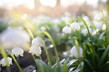 Bir parkta çiçek açan Leucojum aestivum (yaz kar tanesi), yakın plan. Baharın başında. Saflığın sembolü, huzur, neşe, paskalya konsepti. Peyzaj, bahçıvanlık, çevre. Makrofotoğrafçılık, bokeh