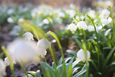 Bir parkta çiçek açan Leucojum aestivum (yaz kar tanesi), yakın plan. Baharın başında. Saflığın sembolü, huzur, neşe, paskalya konsepti. Peyzaj, bahçıvanlık, çevre. Makrofotoğrafçılık, bokeh