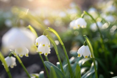 Bir parkta çiçek açan Leucojum aestivum (yaz kar tanesi), yakın plan. Baharın başında. Saflığın sembolü, huzur, neşe, paskalya konsepti. Peyzaj, bahçıvanlık, çevre. Makrofotoğrafçılık, bokeh