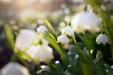 Bir parkta çiçek açan Leucojum aestivum (yaz kar tanesi), yakın plan. Baharın başında. Saflığın sembolü, huzur, neşe, paskalya konsepti. Peyzaj, bahçıvanlık, çevre. Makrofotoğrafçılık, bokeh