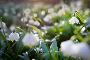 Bir parkta çiçek açan Leucojum aestivum (yaz kar tanesi), yakın plan. Baharın başında. Saflığın sembolü, huzur, neşe, paskalya konsepti. Peyzaj, bahçıvanlık, çevre. Makrofotoğrafçılık, bokeh