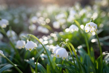 Bir parkta çiçek açan Leucojum aestivum (yaz kar tanesi), yakın plan. Baharın başında. Saflığın sembolü, huzur, neşe, paskalya konsepti. Peyzaj, bahçıvanlık, çevre. Makrofotoğrafçılık, bokeh