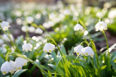 Bir parkta çiçek açan Leucojum aestivum (yaz kar tanesi), yakın plan. Baharın başında. Saflığın sembolü, huzur, neşe, paskalya konsepti. Peyzaj, bahçıvanlık, çevre. Makrofotoğrafçılık, bokeh