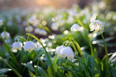 Bir parkta çiçek açan Leucojum aestivum (yaz kar tanesi), yakın plan. Baharın başında. Saflığın sembolü, huzur, neşe, paskalya konsepti. Peyzaj, bahçıvanlık, çevre. Makrofotoğrafçılık, bokeh