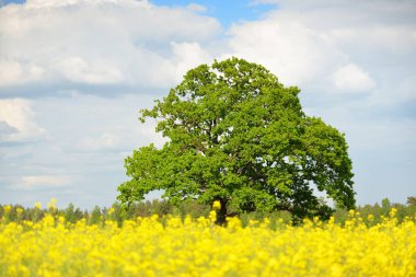 Kırsal alan. Çiçekli sarı kolza tohumu tarlası ve açık güneşli bir günde arka planda ulu meşe ağacı. Tarım, biyoteknoloji, yakıt, gıda endüstrisi, alternatif enerji, çevre, doğa