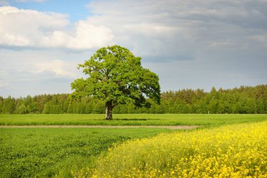 Kırsal alan. Çiçekli sarı kolza tohumu tarlası ve açık güneşli bir günde arka planda ulu meşe ağacı. Tarım, biyoteknoloji, yakıt, gıda endüstrisi, alternatif enerji, çevre, doğa
