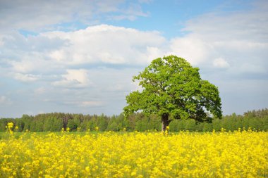 Kırsal alan. Çiçekli sarı kolza tohumu tarlası ve açık güneşli bir günde arka planda ulu meşe ağacı. Tarım, biyoteknoloji, yakıt, gıda endüstrisi, alternatif enerji, çevre, doğa