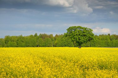 Kırsal alan. Çiçekli sarı kolza tohumu tarlası ve açık güneşli bir günde arka planda ulu meşe ağacı. Tarım, biyoteknoloji, yakıt, gıda endüstrisi, alternatif enerji, çevre, doğa